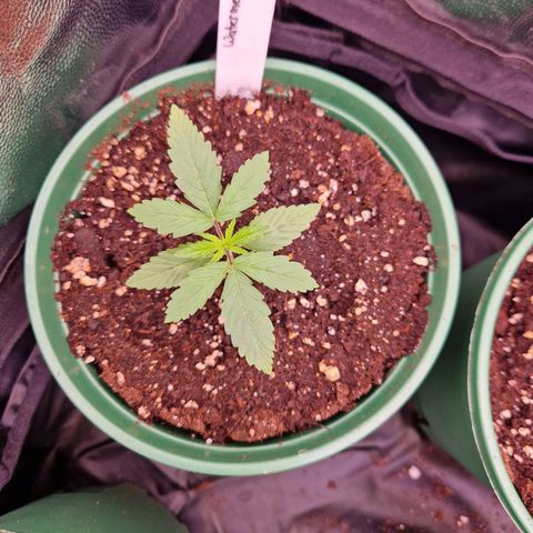 Watermelon growlog timeline photo