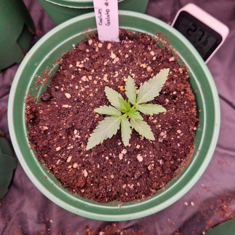 Cookies Gelato growlog timeline photo