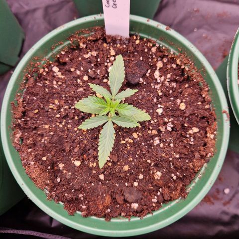 Cookies Gelato growlog timeline photo