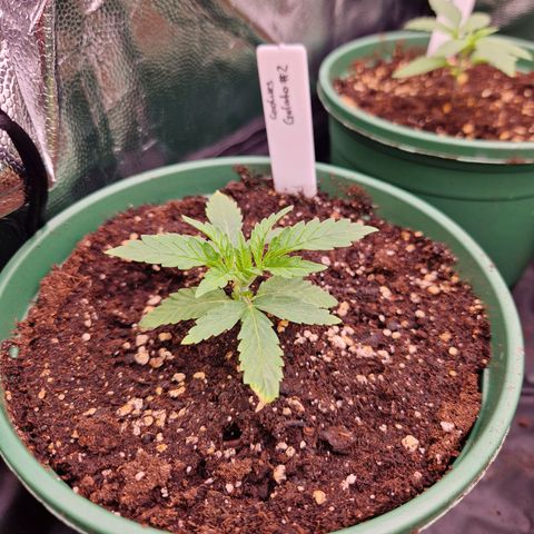 Cookies Gelato growlog timeline photo