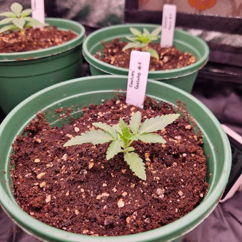 Cookies Gelato growlog timeline photo