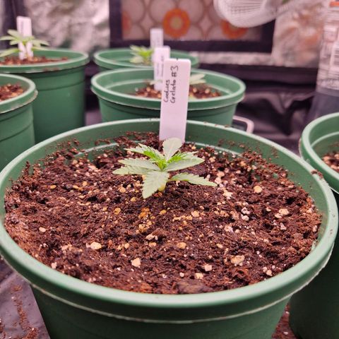 Cookies Gelato growlog timeline photo