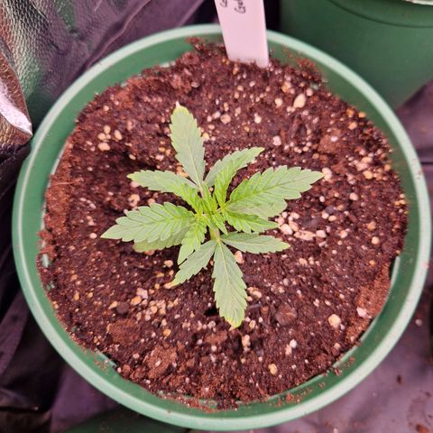 Cookies Gelato growlog timeline photo