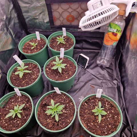 Watermelon growlog timeline photo