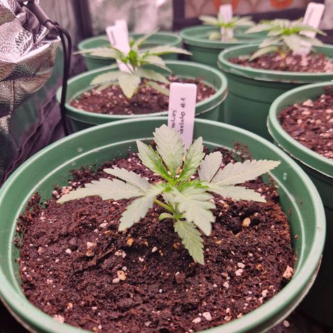 Cookies Gelato growlog timeline photo