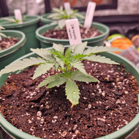 Cookies Gelato growlog timeline photo