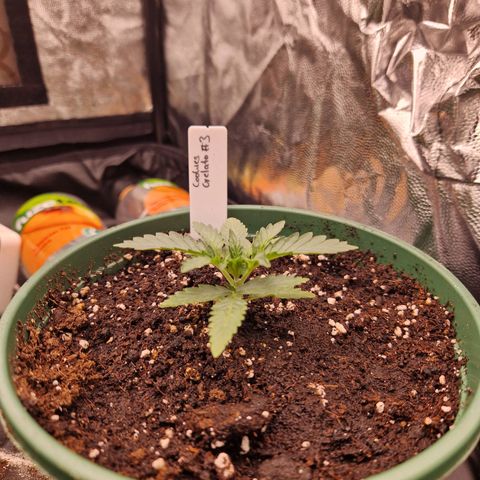 Cookies Gelato growlog timeline photo