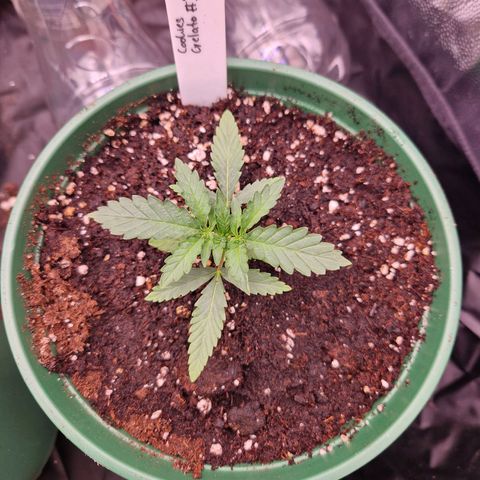 Cookies Gelato growlog timeline photo