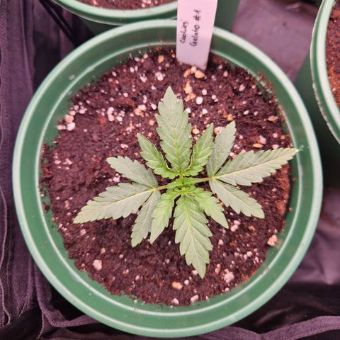 Cookies Gelato growlog timeline photo