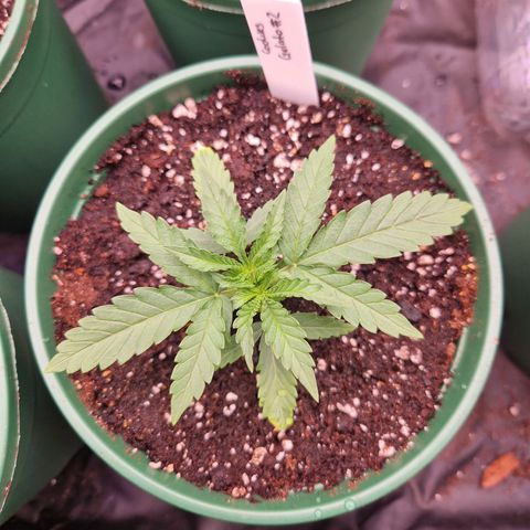 Cookies Gelato growlog timeline photo