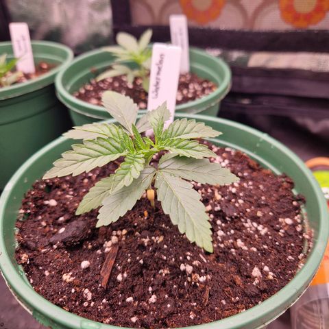 Watermelon growlog timeline photo