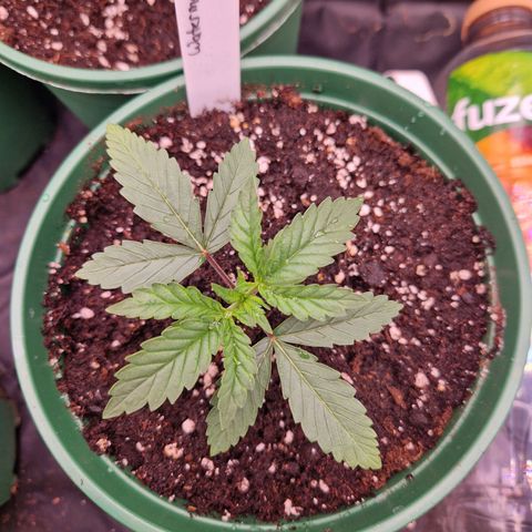Watermelon growlog timeline photo