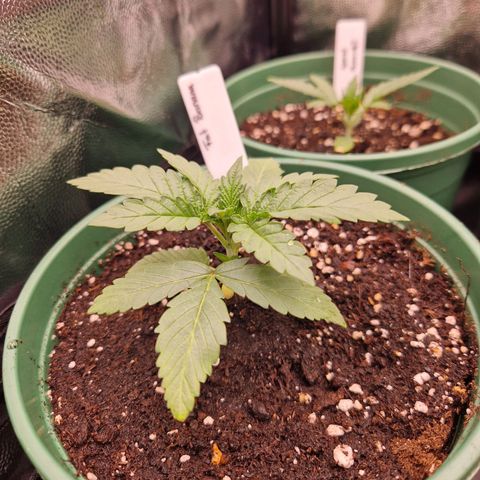 Fat Banana growlog timeline photo