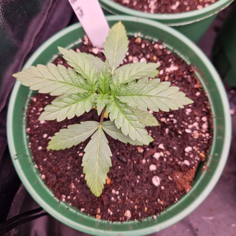 Fat Banana growlog timeline photo
