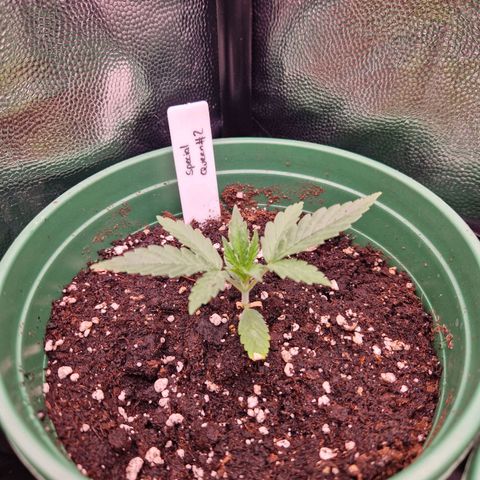 Special Queen #1 growlog timeline photo