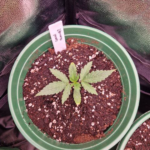 Special Queen #1 growlog timeline photo