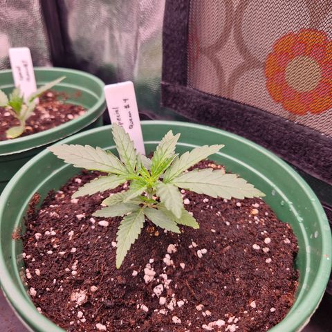 Special Queen #1 growlog timeline photo