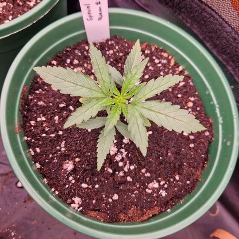 Special Queen #1 growlog timeline photo