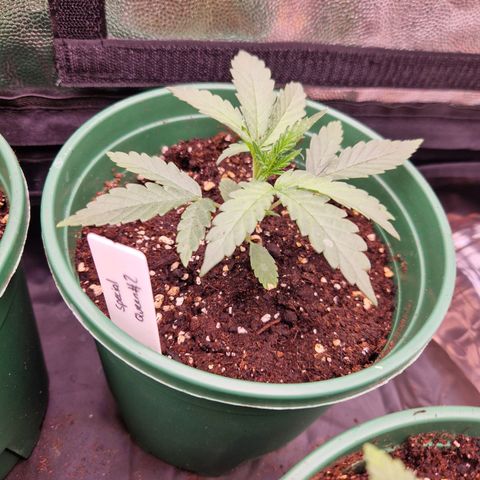 Special Queen #1 growlog timeline photo