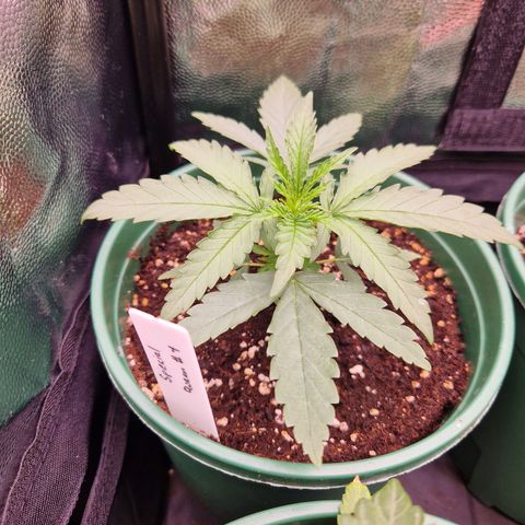 Special Queen #1 growlog timeline photo