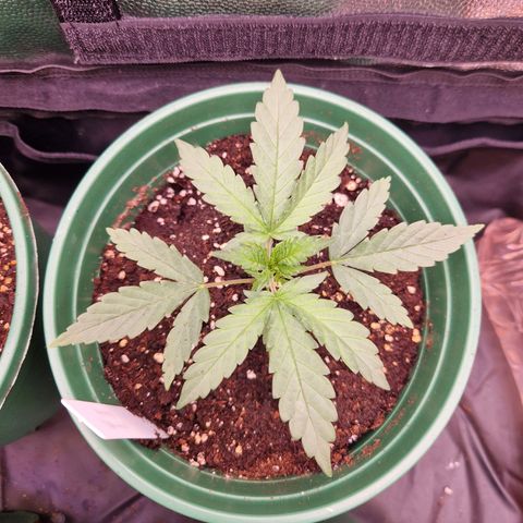 Special Queen #1 growlog timeline photo