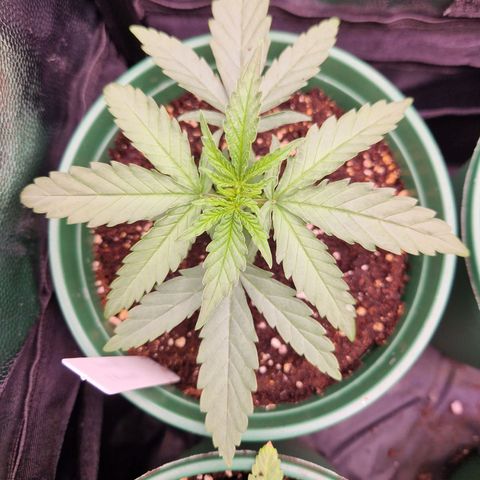 Special Queen #1 growlog timeline photo