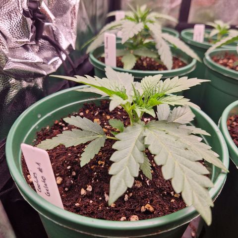Cookies Gelato growlog timeline photo