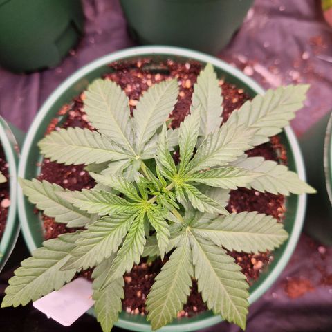Cookies Gelato growlog timeline photo