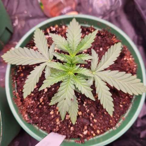 Cookies Gelato growlog timeline photo