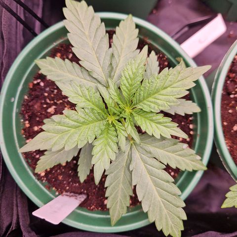 Cookies Gelato growlog timeline photo