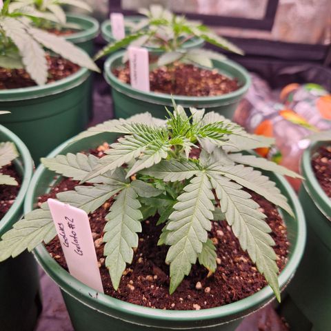Cookies Gelato growlog timeline photo