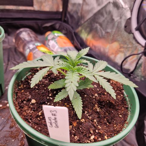 Cookies Gelato growlog timeline photo