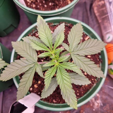Watermelon growlog timeline photo