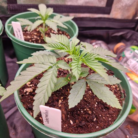 Watermelon growlog timeline photo