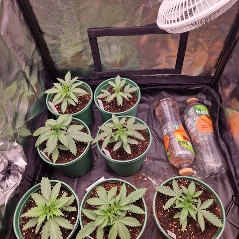 Watermelon growlog timeline photo