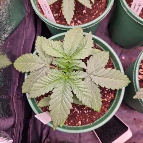 Fat Banana growlog timeline photo