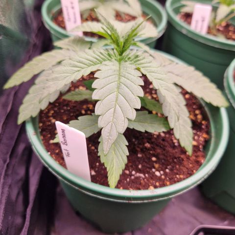 Fat Banana growlog timeline photo
