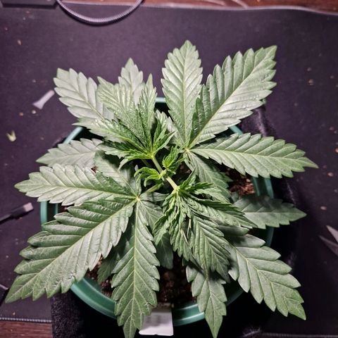 Cookies Gelato growlog timeline photo