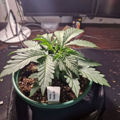 Cookies Gelato growlog timeline photo