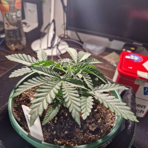 Cookies Gelato growlog timeline photo
