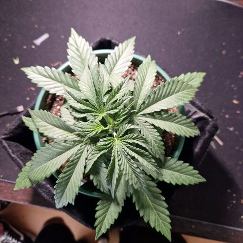 Cookies Gelato growlog timeline photo