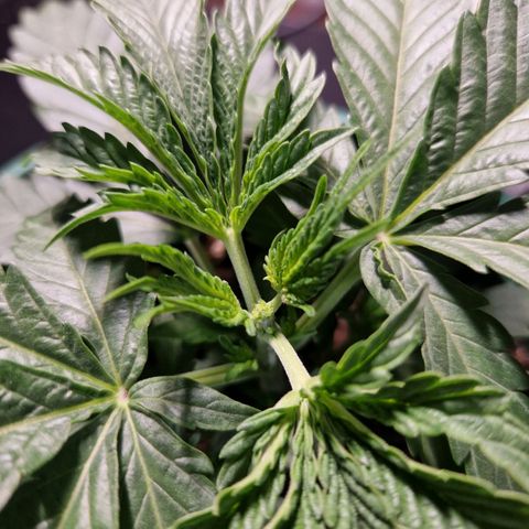 Cookies Gelato growlog timeline photo