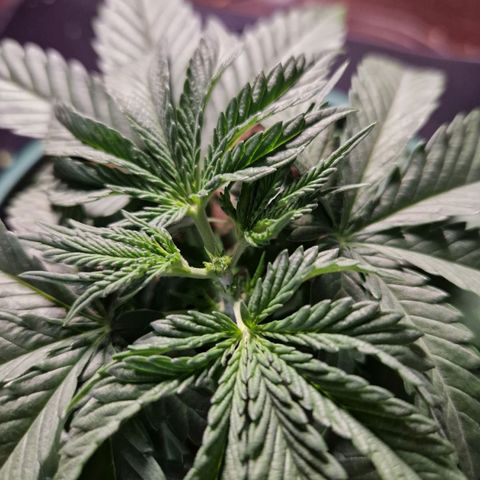 Cookies Gelato growlog timeline photo