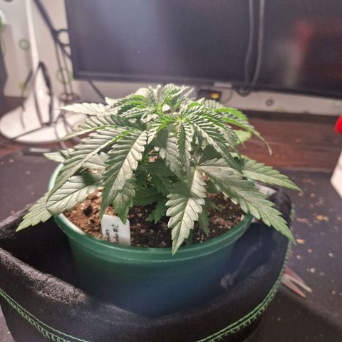 Cookies Gelato growlog timeline photo