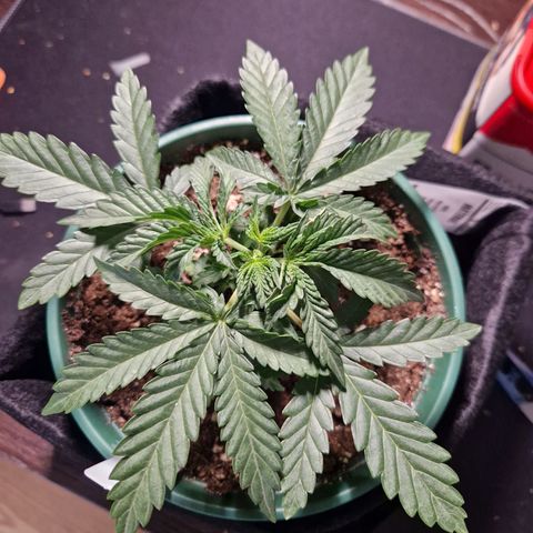 Cookies Gelato growlog timeline photo
