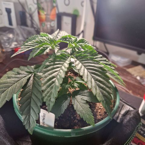 Watermelon growlog timeline photo