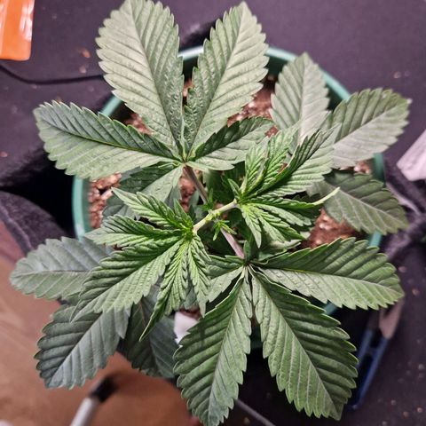 Watermelon growlog timeline photo