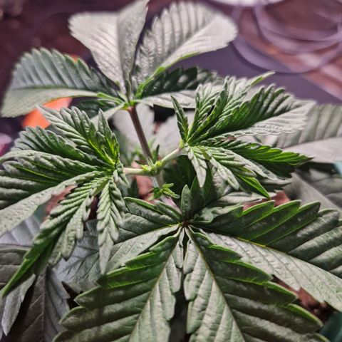 Watermelon growlog timeline photo