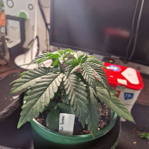 Fat Banana growlog timeline photo