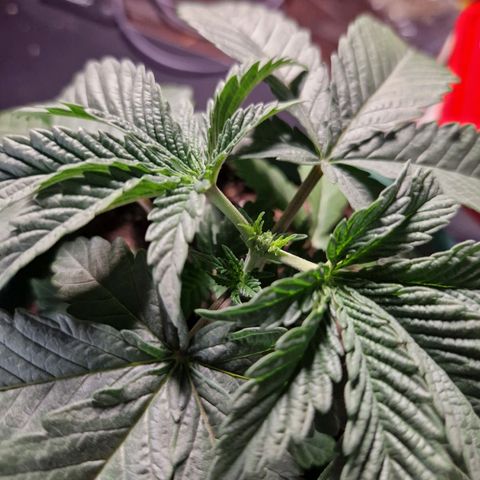 Fat Banana growlog timeline photo